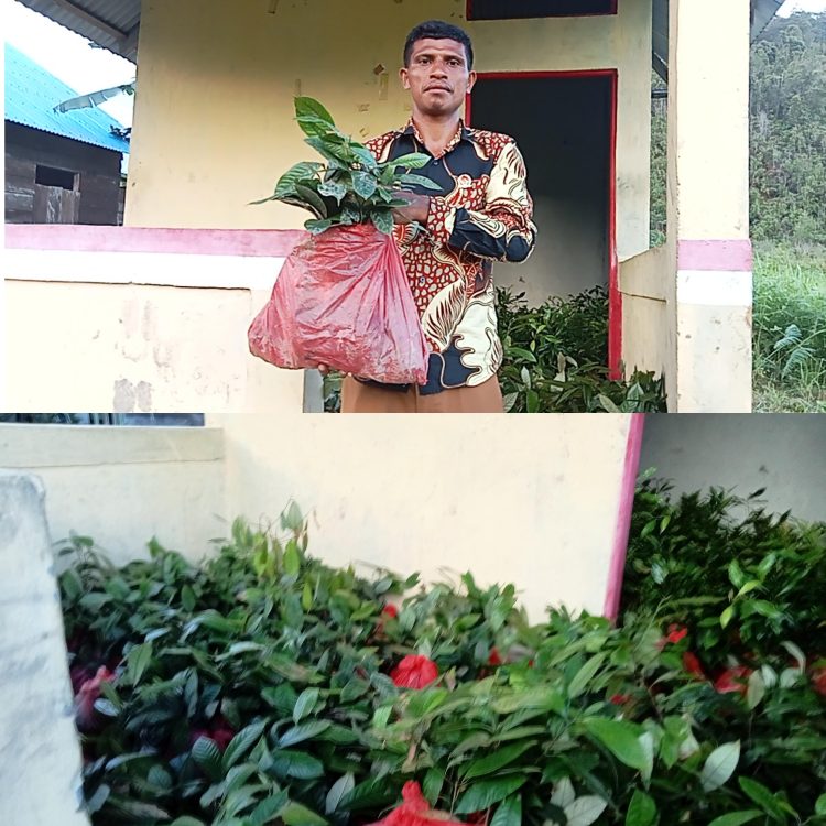 4000 Anakan Pala – Cengkeh Disalurkan ke Warga Lemanpoli