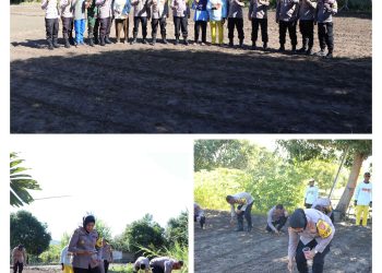 Kapolres Buru Tanam Jagung Pulut Varietas Unggul