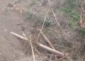 Babat Hutan Adat dan Pohon Damar, PT HTI WWI Dilaporkan ke Polda Maluku