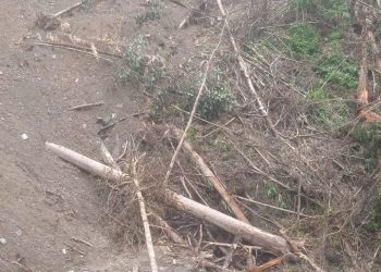 Babat Hutan Adat dan Pohon Damar, PT HTI WWI Dilaporkan ke Polda Maluku