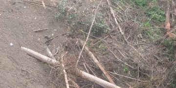 Babat Hutan Adat dan Pohon Damar, PT HTI WWI Dilaporkan ke Polda Maluku