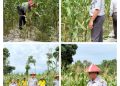 Pertanian Jagung Lapas Namlea Makin Produktif
