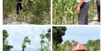 Pertanian Jagung Lapas Namlea Makin Produktif