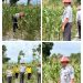 Pertanian Jagung Lapas Namlea Makin Produktif