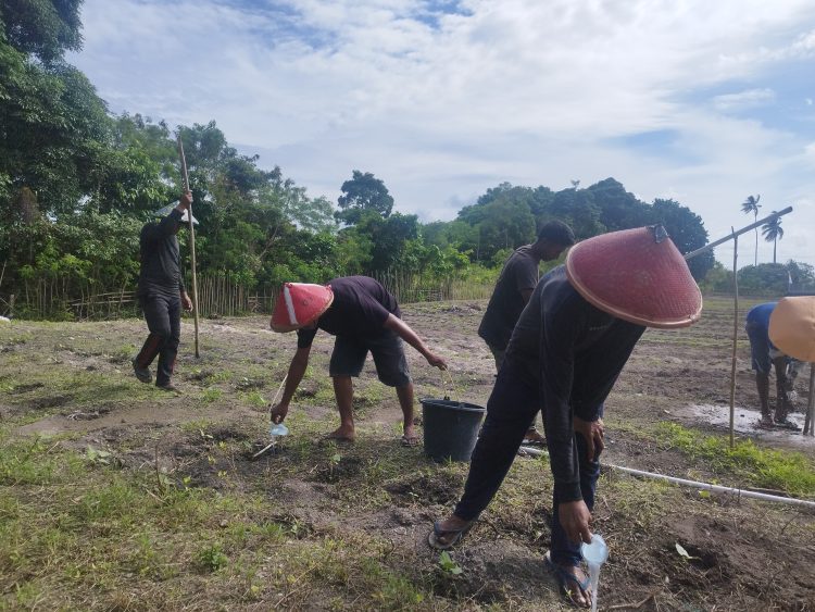 Tingkatkan Produktivitas Pertanian, Poktan Lapas Namlea Aplikasikan Pupuk NPK Pada Tanaman Buncis