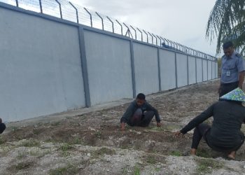 Tambah 1000 Cabai Hibrida, Lapas Namlea Perbanyak Tanaman Holtikultura