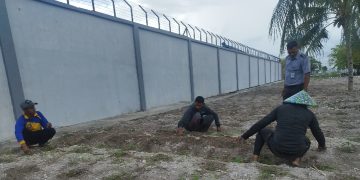 Tambah 1000 Cabai Hibrida, Lapas Namlea Perbanyak Tanaman Holtikultura