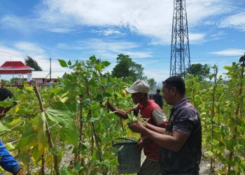 Akhiri Pekan Dengan Produktif, Lapas Namlea Panen 100 Kg Buncis dan 50 Ikat Sawi