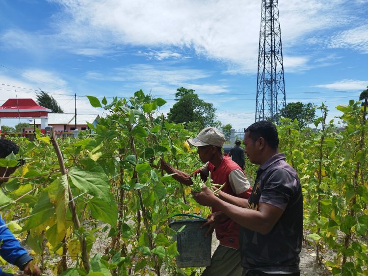 Akhiri Pekan Dengan Produktif, Lapas Namlea Panen 100 Kg Buncis dan 50 Ikat Sawi