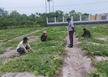 Target Hasil Menjanjikan, 200 Tanaman Semangka Lapas Namlea Dapat Special Treatment
