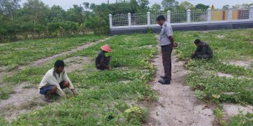Target Hasil Menjanjikan, 200 Tanaman Semangka Lapas Namlea Dapat Special Treatment