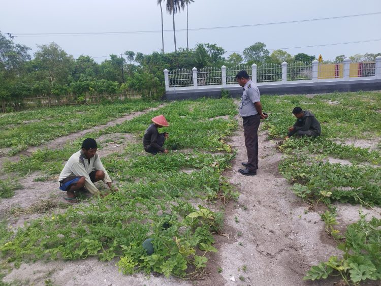 Target Hasil Menjanjikan, 200 Tanaman Semangka Lapas Namlea Dapat Special Treatment