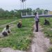 Target Hasil Menjanjikan, 200 Tanaman Semangka Lapas Namlea Dapat Special Treatment