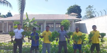 Hasil Panen Sawi Lapas Namlea Bidik Pasaran Lokal