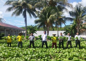 Wujud Nyata Program Akselerasi, Warga Binaan Lapas Namlea Panen Sawi