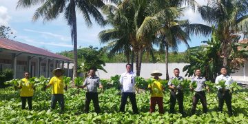 Wujud Nyata Program Akselerasi, Warga Binaan Lapas Namlea Panen Sawi