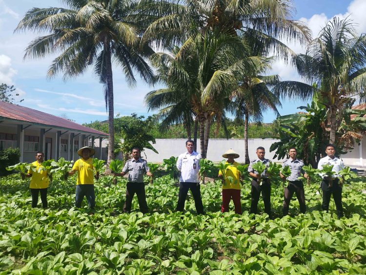 Wujud Nyata Program Akselerasi, Warga Binaan Lapas Namlea Panen Sawi