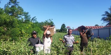Panen Beruntun, Lapas Namlea Hasilkan 350 Kg Tomat