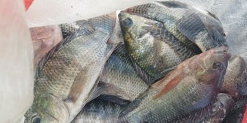 Kegiatan SAE, Panen Awal Bioflok Ikan Nila Curi Perhatian Masyarakat Untuk Membeli