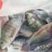 Kegiatan SAE, Panen Awal Bioflok Ikan Nila Curi Perhatian Masyarakat Untuk Membeli