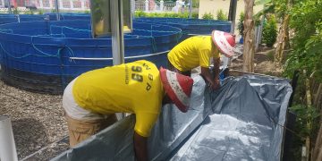 Grading 2.804 Anakan Ikan Nila, Pokdakan Lapas Namlea Siapkan Kolam Terpal Khusus