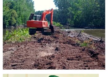 HMI Tuding CV Masrah Indah Rusaki Ratusan Hektar Hutan Mangrove di Teluk Kaiely