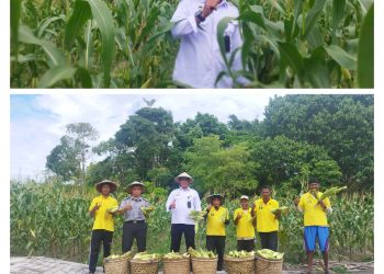 Panen Ribuan Jagung, Bentuk Komitmen Lapas Namlea Wujudkan Program Presiden