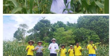 Panen Ribuan Jagung, Bentuk Komitmen Lapas Namlea Wujudkan Program Presiden