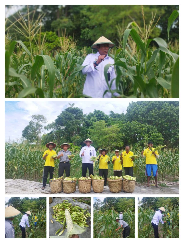 Panen Ribuan Jagung, Bentuk Komitmen Lapas Namlea Wujudkan Program Presiden