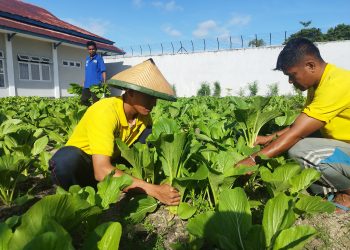 Kembali Buktikan Keberhasilan Program Ketahanan Pangan, WB Lapas Namlea Panen 50 Ikat Sawi