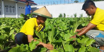 Kembali Buktikan Keberhasilan Program Ketahanan Pangan, WB Lapas Namlea Panen 50 Ikat Sawi