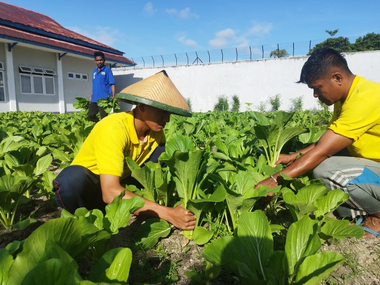 Kembali Buktikan Keberhasilan Program Ketahanan Pangan, WB Lapas Namlea Panen 50 Ikat Sawi