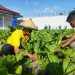 Kembali Buktikan Keberhasilan Program Ketahanan Pangan, WB Lapas Namlea Panen 50 Ikat Sawi