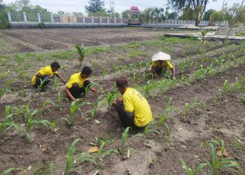 Budidaya Jagung Kuartal IV, Lapas Namlea Tanam 1200 Benih