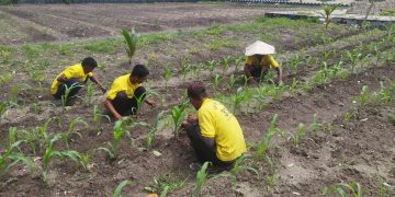 Budidaya Jagung Kuartal IV, Lapas Namlea Tanam 1200 Benih