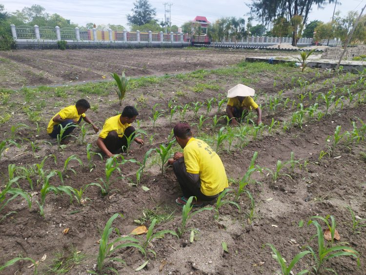 Budidaya Jagung Kuartal IV, Lapas Namlea Tanam 1200 Benih
