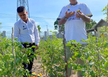 Berkah Desember 12/12  Lapas Namlea Kembali Panen Tomat Dari Giat SAE