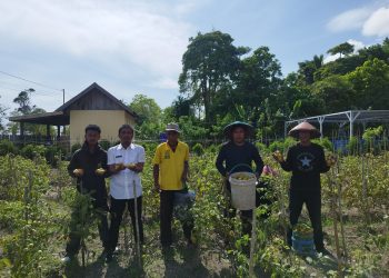 Lapas Namlea Panen 55 Kg Tomat Hasil Budidaya Warga Binaan