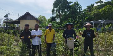 Lapas Namlea Panen 55 Kg Tomat Hasil Budidaya Warga Binaan