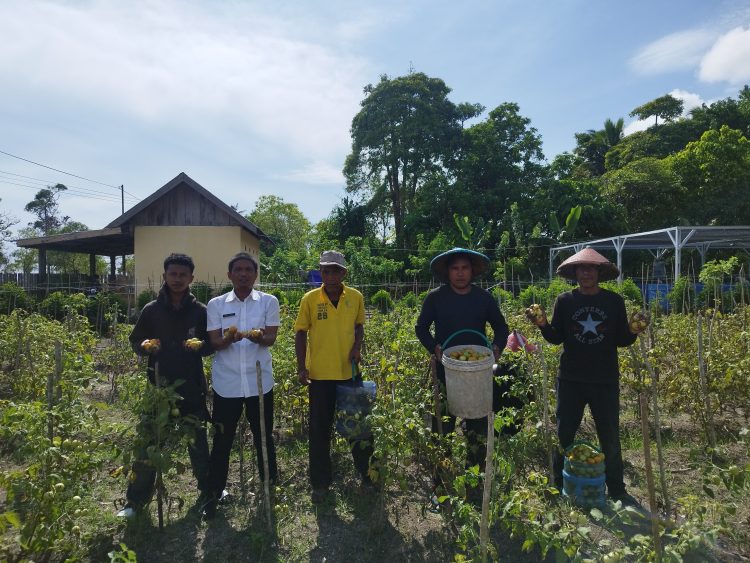 Lapas Namlea Panen 55 Kg Tomat Hasil Budidaya Warga Binaan