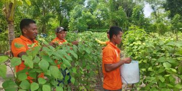 Dukung 15 Program Aksi Kemenimipas, Lapas Namlea Panen Buncis