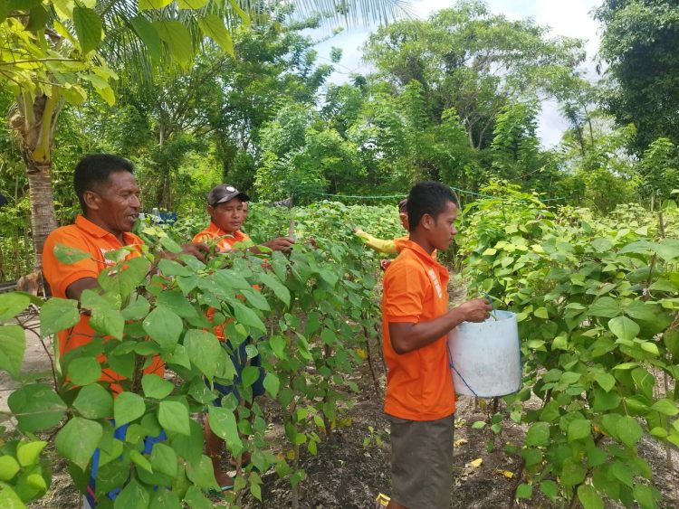 Dukung 15 Program Aksi Kemenimipas, Lapas Namlea Panen Buncis