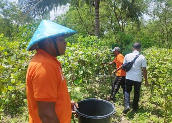 Buncis Lapas Namlea Jadi Pilihan Alternatif Pelanggan Penuhi Kebutuhan Pasar