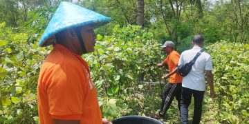 Buncis Lapas Namlea Jadi Pilihan Alternatif Pelanggan Penuhi Kebutuhan Pasar