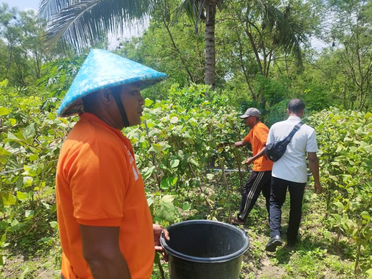 Buncis Lapas Namlea Jadi Pilihan Alternatif Pelanggan Penuhi Kebutuhan Pasar