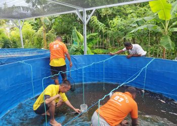 Jaga Keberlangsungan Budidaya, Lapas Namlea Kembali Grading 3500 Anakan Nila