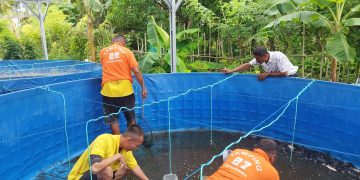 Jaga Keberlangsungan Budidaya, Lapas Namlea Kembali Grading 3500 Anakan Nila