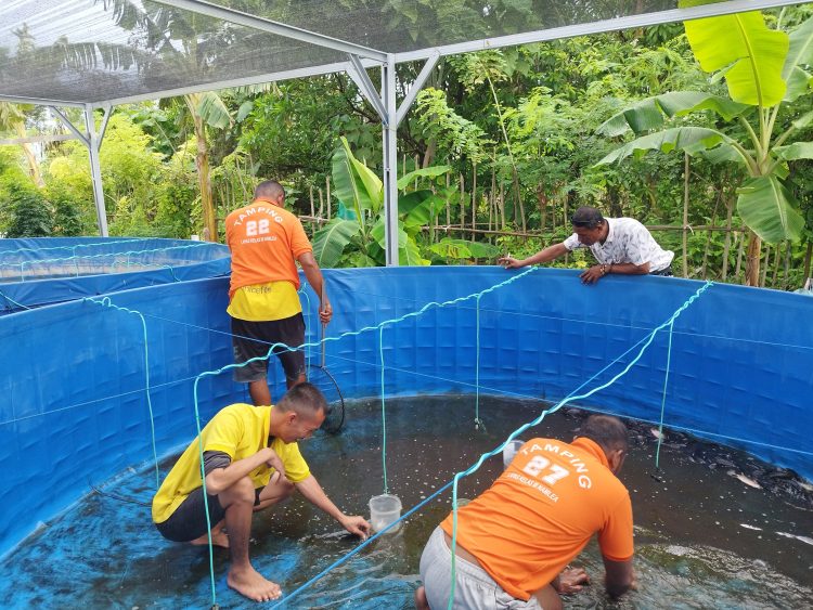Jaga Keberlangsungan Budidaya, Lapas Namlea Kembali Grading 3500 Anakan Nila