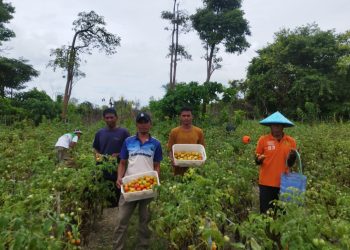 Lapas Namlea Kembali Panen 100 Kg Tomat, Hasil Pertanian Warga Binaan