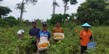 Lapas Namlea Kembali Panen 100 Kg Tomat, Hasil Pertanian Warga Binaan